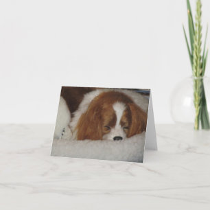 Cavalier King Charles Blenheim Blank Note Card Karte