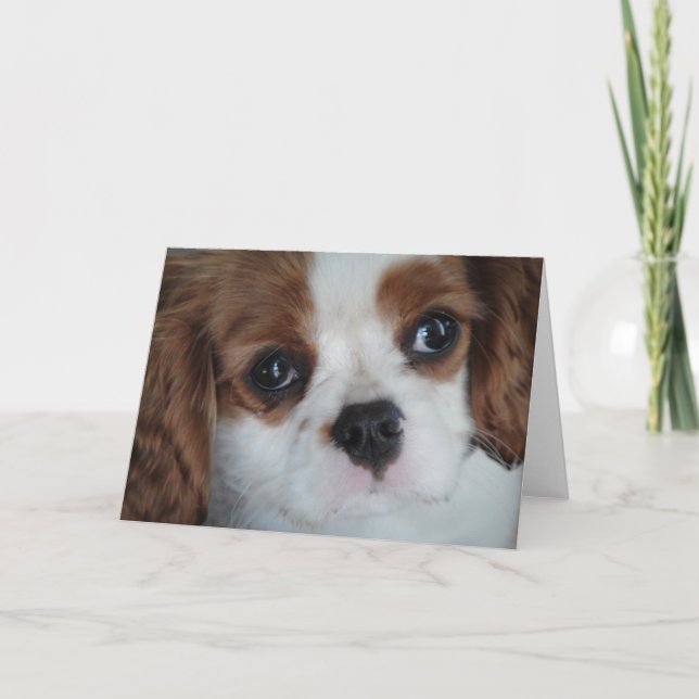 Cavalier King Charles Grußkarten Karte (Vorderseite)