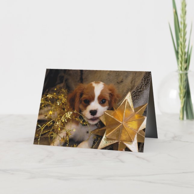 Cavalier King Charles Holiday Star Feiertagskarte (Vorderseite)