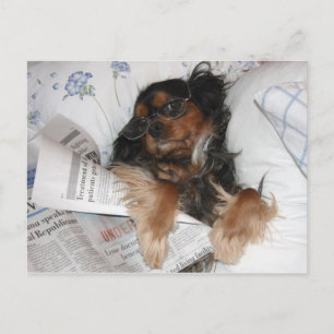 Cavalier King Charles in Bed Reading Newspaper Postkarte