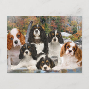 Cavalier King Charles kann nicht nur ein Geschenk  Postkarte