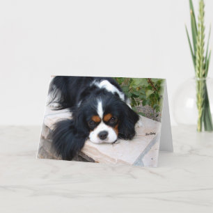 Cavalier King Charles Karte