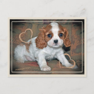 Cavalier King Charles Love Postkarte