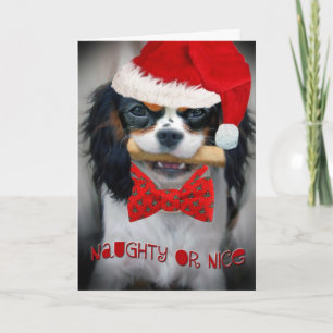 Cavalier King Charles Merry Christmas Feiertagskarte