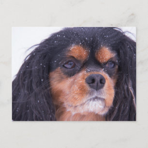 Cavalier King Charles mit Schneeflocken Postkarte