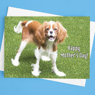 Cavalier King Charles Muttertagskarte Karte