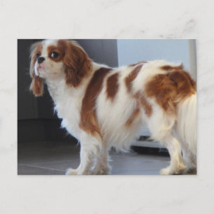 Cavalier King Charles niedlicher Welpenhund Postka Postkarte