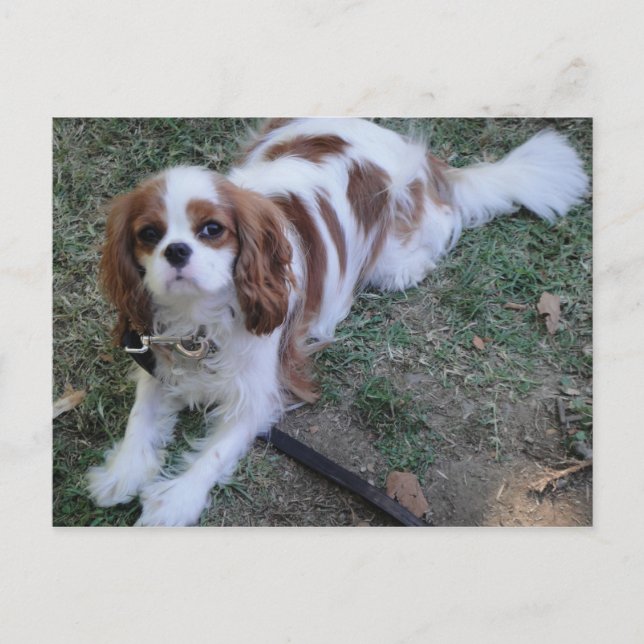 Cavalier King Charles niedlicher Welpenhund Postka Postkarte (Vorderseite)