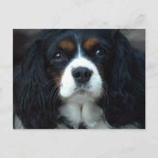 Cavalier King Charles Postcard Postkarte