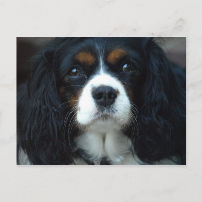 Cavalier King Charles Postcard Postkarte (Vorderseite)