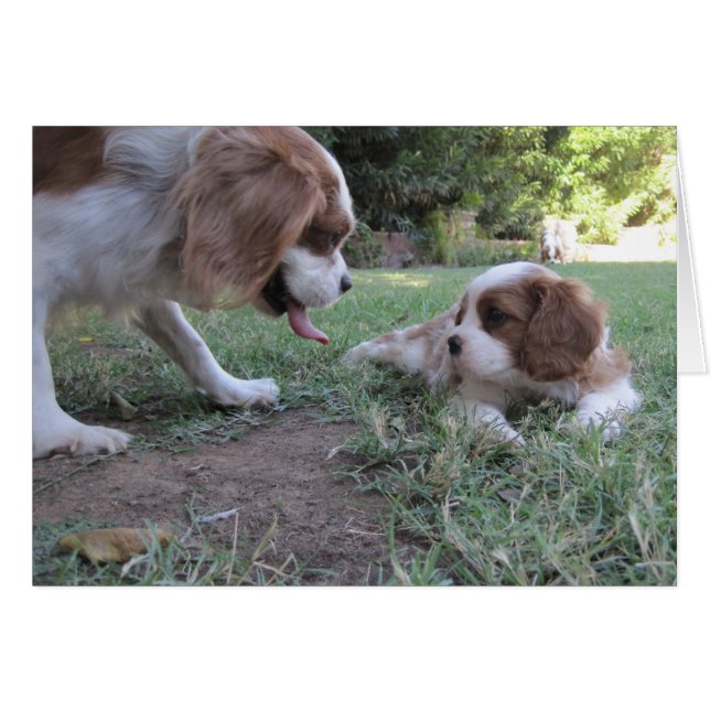 Cavalier King Charles Rescues (Vorderseite (Horizontal))