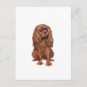 Cavalier King Charles - Rubin Postkarte