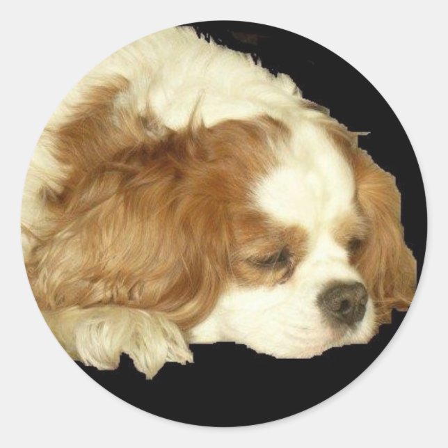 CAVALIER KING CHARLES SLEEPING RUNDER AUFKLEBER (Vorderseite)