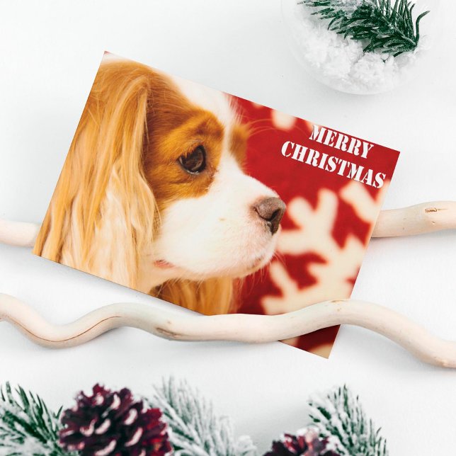 Cavalier King Charles Snowflake Weihnachten (Von Creator hochgeladen)