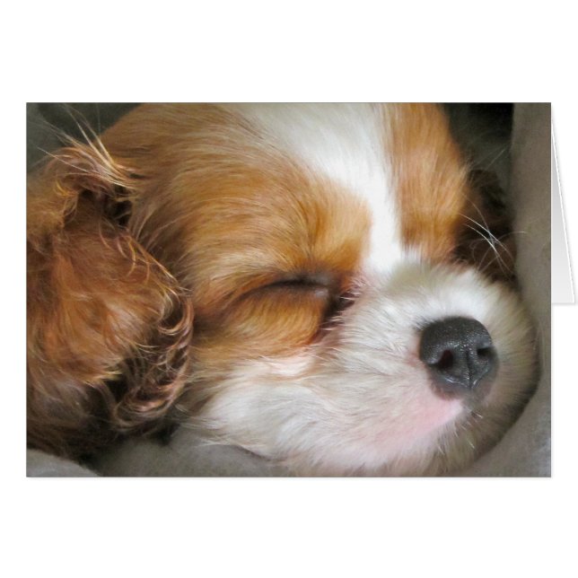 Cavalier King Charles Spanel Puppy Card (Vorderseite (Horizontal))