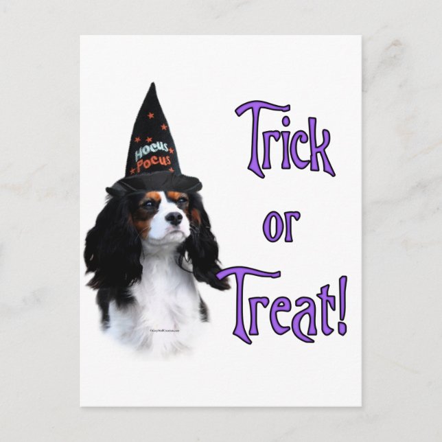 Cavalier King Charles Spanel Trick Postkarte (Vorderseite)