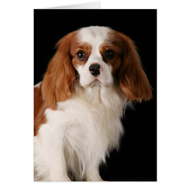 Cavalier King Charles Spaniel (Vorne)