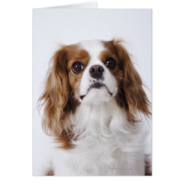 Cavalier King Charles Spaniel (Vorne)