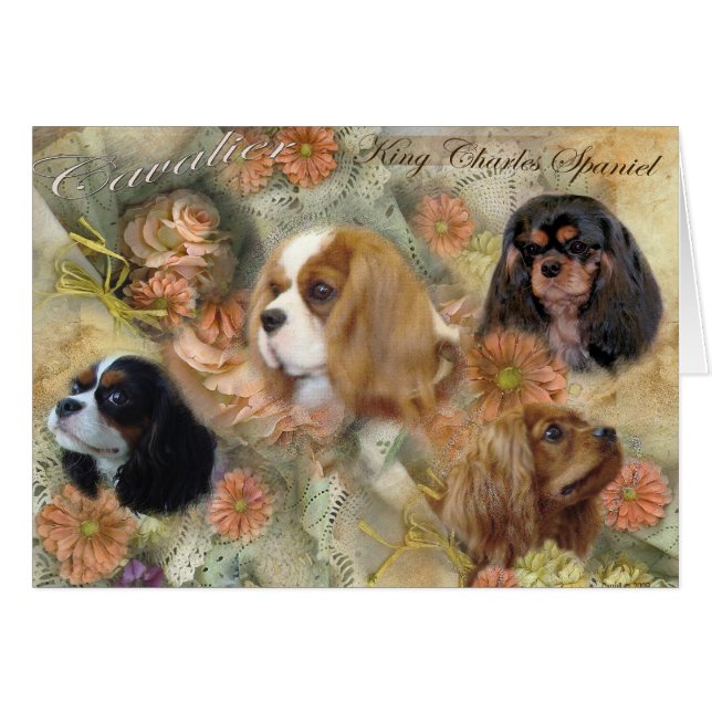 Cavalier King Charles Spaniel (Vorderseite (Horizontal))