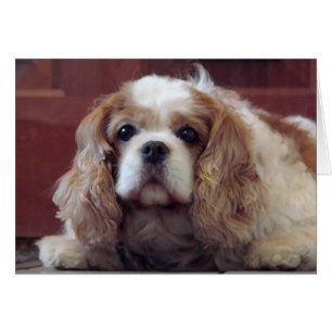 Cavalier King Charles Spaniel