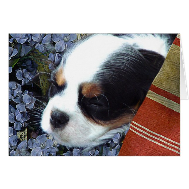 Cavalier King Charles Spaniel (Vorderseite (Horizontal))