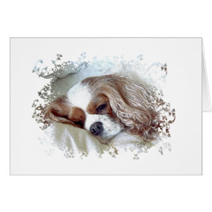 Cavalier King Charles Spaniel