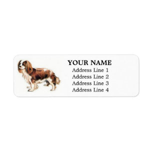 Cavalier King Charles Spaniel