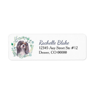 Cavalier King Charles Spaniel 