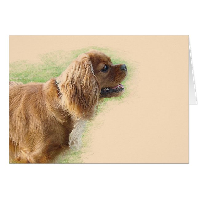 Cavalier King Charles Spaniel (Vorderseite (Horizontal))