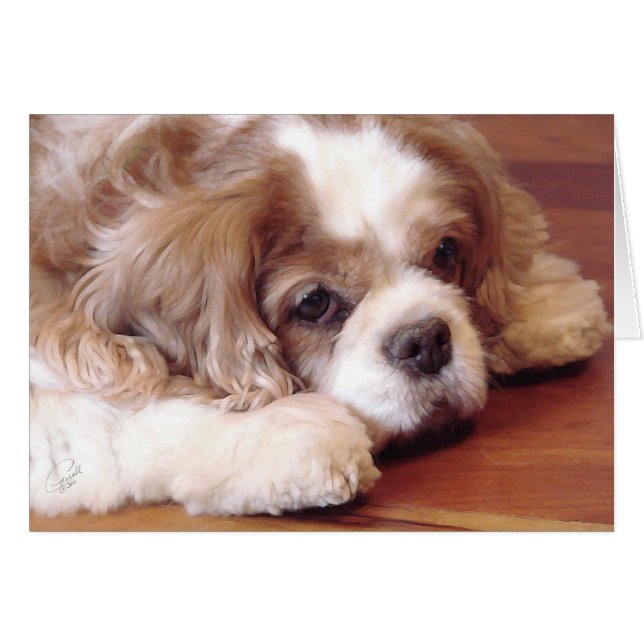 Cavalier King Charles Spaniel (Vorderseite (Horizontal))