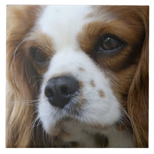 Cavalier King Charles Spaniel 2 Haustier Liebe, SE Fliese