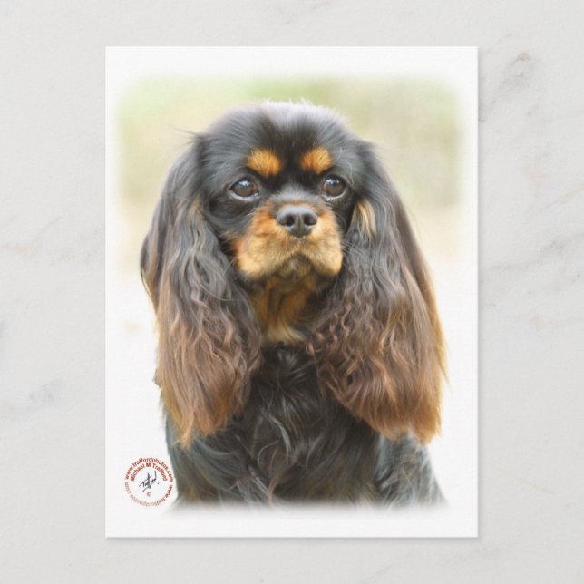 Cavalier King Charles Spaniel 9F51D-03 Postkarte (Vorderseite)