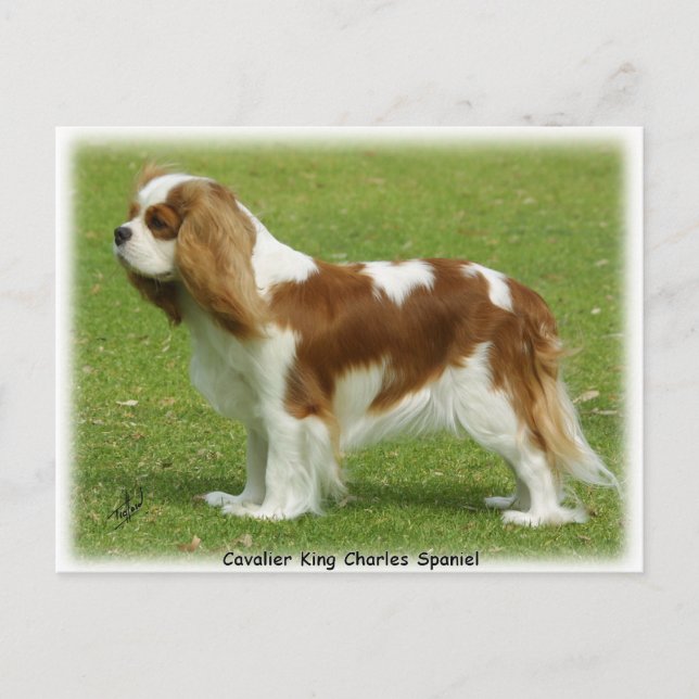 Cavalier King Charles Spaniel 9J001D-06 Postkarte (Vorderseite)