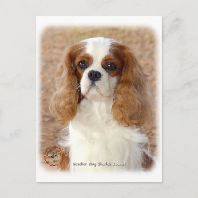 Cavalier King Charles Spaniel 9L005D-08 Postkarte (Vorderseite)