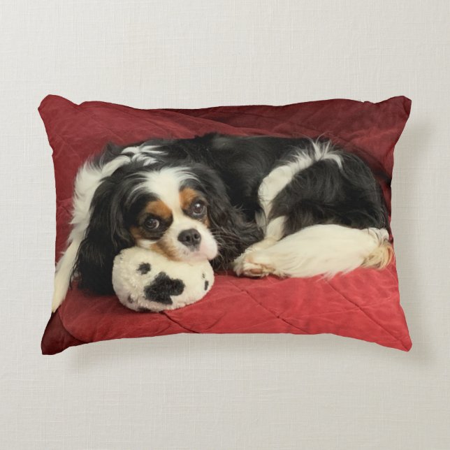 Cavalier King Charles Spaniel Accent Pillow Dekokissen (Vorderseite)