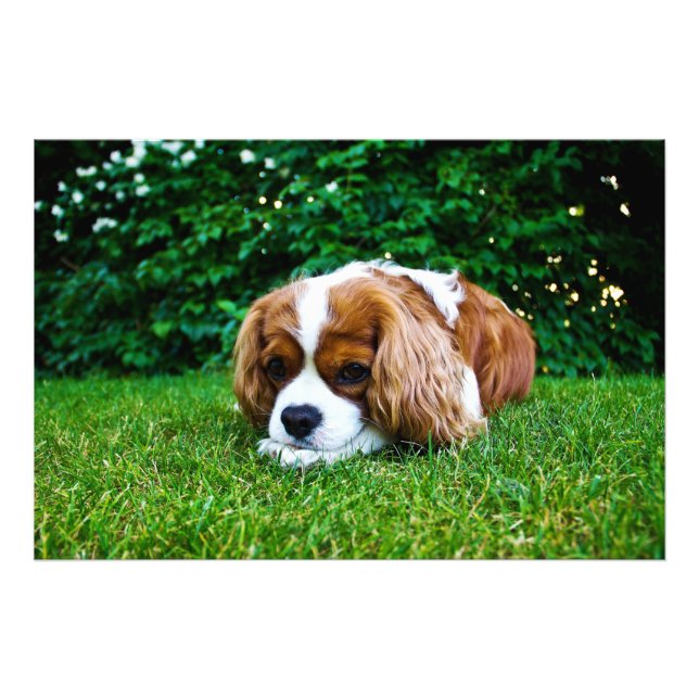Cavalier King Charles Spaniel Blenheim in Grass Fotodruck (Vorne)