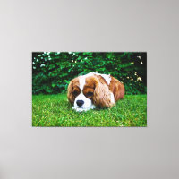Cavalier King Charles Spaniel Blenheim in Grass