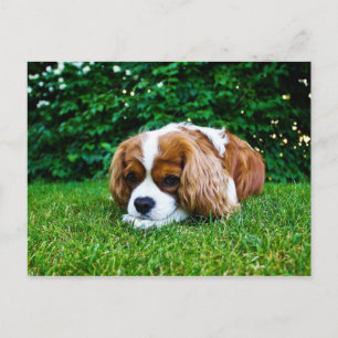 Cavalier King Charles Spaniel Blenheim in Grass Postkarte