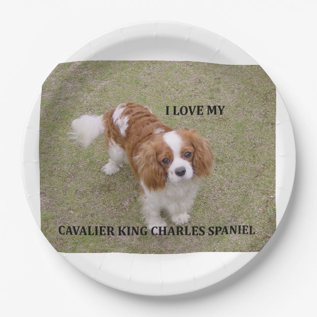 Cavalier-king-charles-spaniel blenheim Liebe w pic Pappteller (Vorderseite)