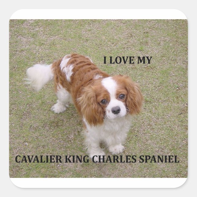 Cavalier-king-charles-spaniel blenheim Liebe w pic Quadratischer Aufkleber (Vorderseite)