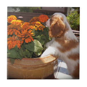 Cavalier King Charles Spaniel Blume Fliese