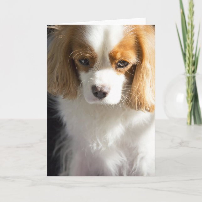 Cavalier King Charles Spaniel Card Karte (Vorderseite)