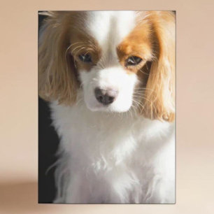Cavalier King Charles Spaniel Card Karte