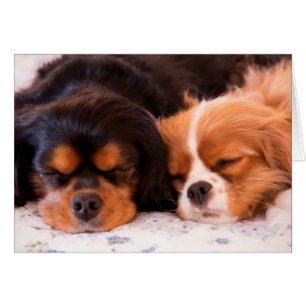 Cavalier King Charles Spaniel Card schlafend