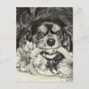 Cavalier King Charles Spaniel Chew Bone Postkarte