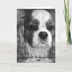 Cavalier King Charles Spaniel Deepest Beileid Karte