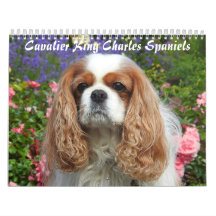 Cavalier King Charles Spaniel Dog #2
