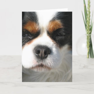 Cavalier King Charles Spaniel Dog Grußkarte Karte