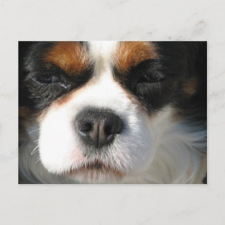 Cavalier King Charles Spaniel Dog Postcard Postkarte