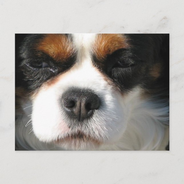 Cavalier King Charles Spaniel Dog Postcard Postkarte (Vorderseite)